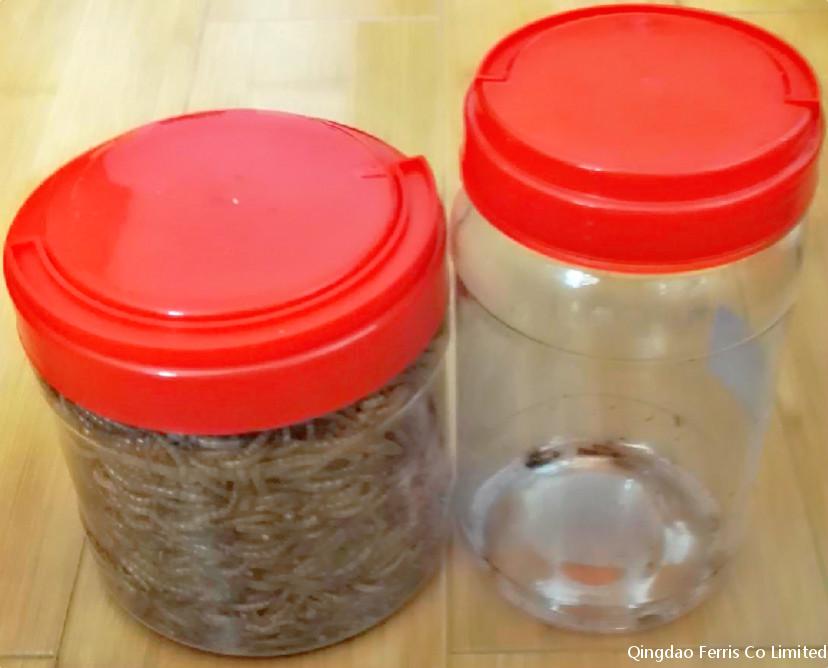 Mealworms in Clear Round Container