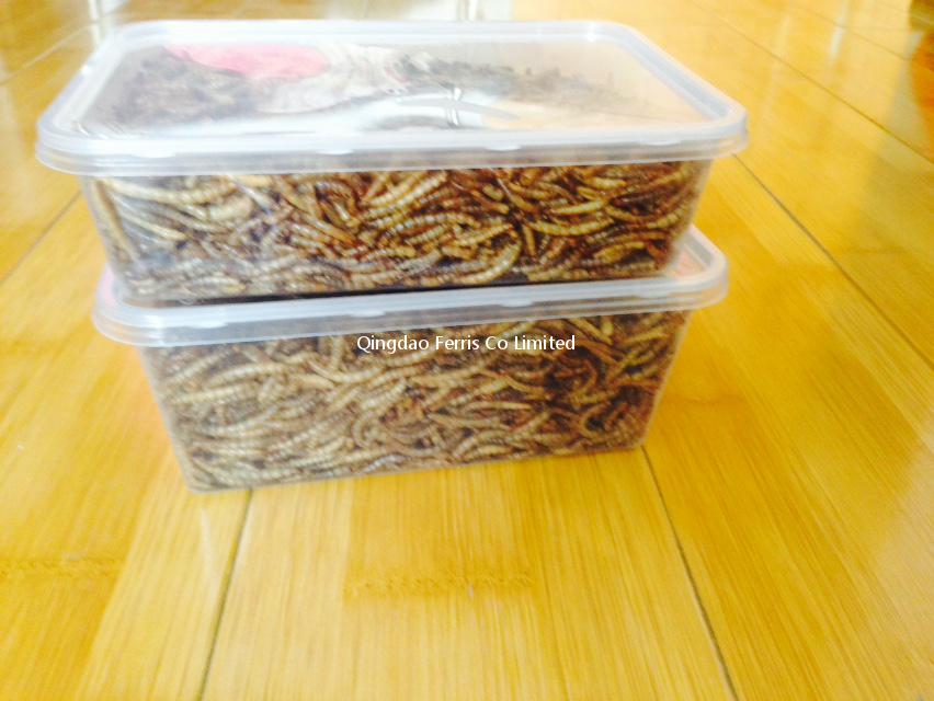 150g Mealworm In  Square Container