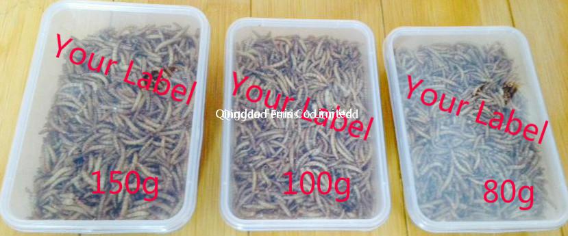 100g Mealworm In Square Container