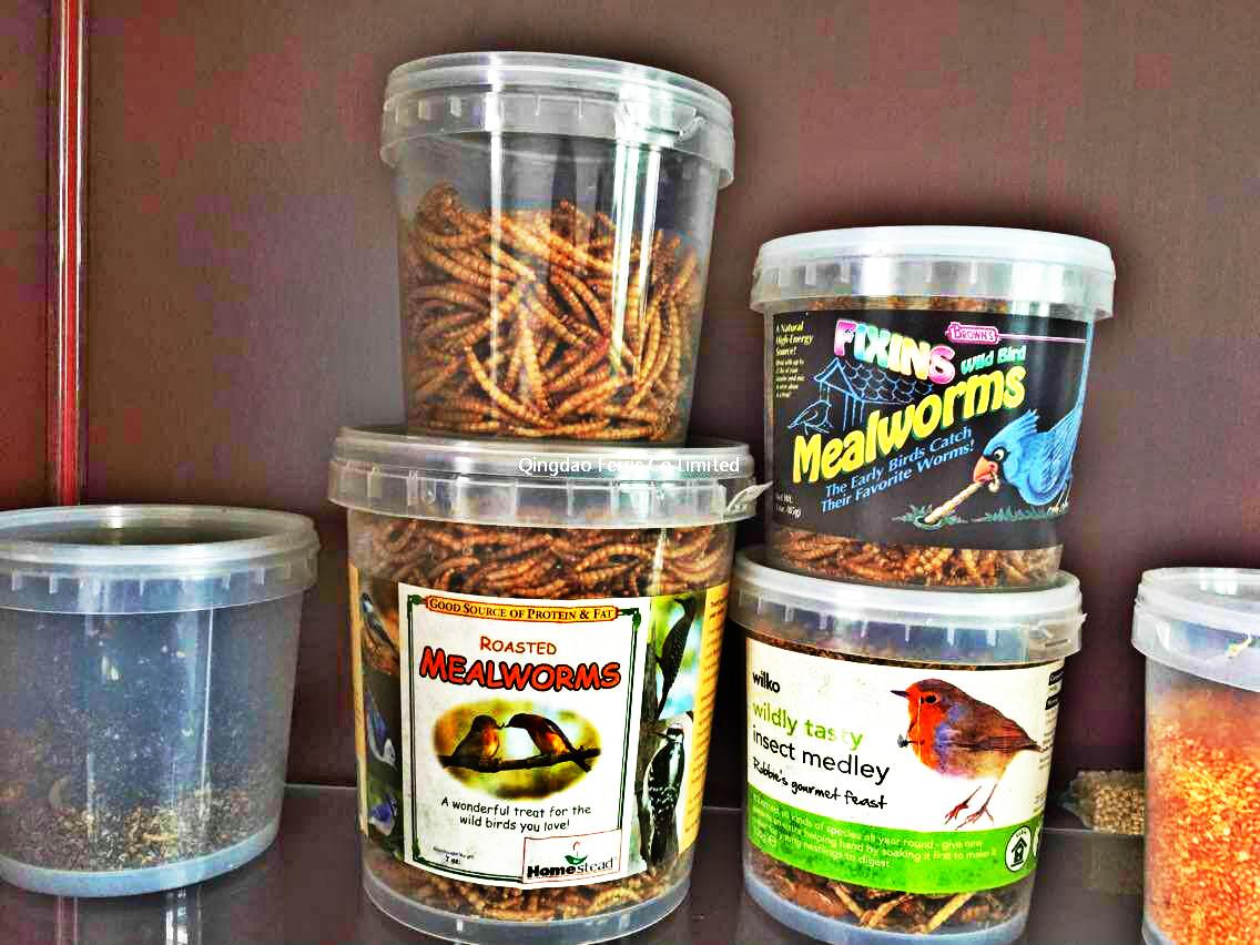 Mealworm In Tub